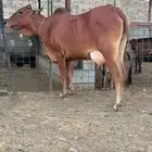 بقرة بلدي بكر