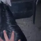 طليان