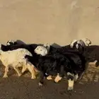 بهم نجد