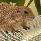 سنجاب الحقول ملقب كلب البراري