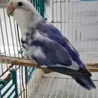 للبيع ذكر روز بايد لون جميل حجم طيب