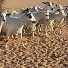 ماعز بيشات صنف