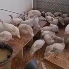 دجاج حبشي البيع
