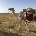 رحول ابل طبعها طيب على جميع الشروط الموقع القرنه
