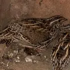 سمان بري للبيع