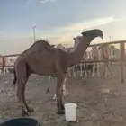 قعود طيب للبيع