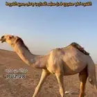قعدان كفو للبيع