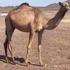 هجن