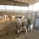 معزا مشاريك أشباب صحة شرط