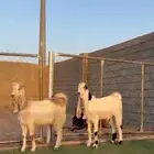 تيوس مشاااريك مشاريع فحول