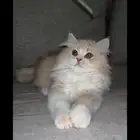 قطط للبيع شيرازيه كيتن