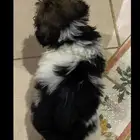 لدي 5 كلاب من نوع مالتيزرز .. اربعه ذكور و انثى