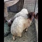 طليان نعيم فاخره
