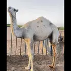 حاشي فاخر