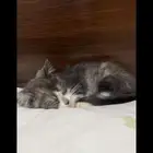 قطوتين صغار للتبني