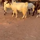 معزاء مشاريك قبرصي بفحلها