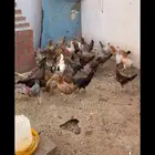 دجاج بلدي