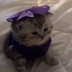 ابغى قطه صغيره تبني سكوتش