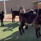 جفار مشاريك قبرصي طيبه