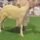 طلي نجدي عيسي صنف الصنف