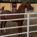 حصان خط جمال