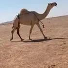 للبيع ضريبه رمانيه