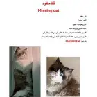 قط هملايا مفقود مدينة الرياض ( حي النسيم الشرقي )