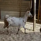 عمنياة للبيع مشتراء دفع على كلام راعيها وبينه