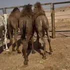 قعدان قصب فل شحم