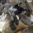 ارانب جمله للبيع