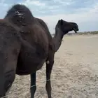 ناقه مجهم للبيع