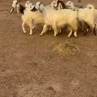 معزاء مشاريك مصري