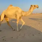 ناقة وضحا لقحه