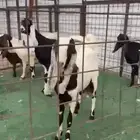 معزا هولندي