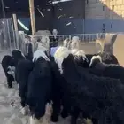 خرفان