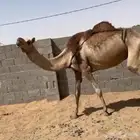 عشرا طيببه حدرها بكره سمين