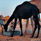 بكره مفروده امها مجموعه طيبه بالحيل