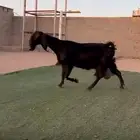 عنز قبرصيه حلييب وافر