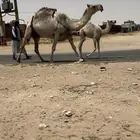 للبيع ثنوا خلفه الكفووو تحتها قعود