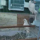 عشر طبات البينو عمرها خمسه شهور اربع اناثي وست ذكور (انباعت)