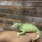 حرباء الكاميرون
