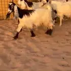 معزاء مشاريك عوارض ربد صنف مميز