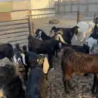 تيوس