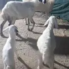 ثلوث المنظر