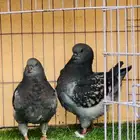 طبه مودينا