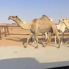 للبيع ضروبه صفرا كفو في رماح