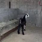 تيس جذع للبيع