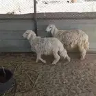 خرفان طيبات ظهورها طيبه