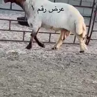 فحل نعيم مشروطه للبيع