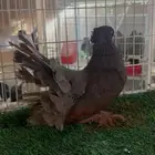 ذكر شمسي امريكي